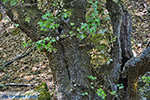 JustGreece.com Valley of Butterflies Rhodes - Island of Rhodes Dodecanese - Photo 1839 - Foto van JustGreece.com