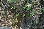 JustGreece.com Valley of Butterflies Rhodes - Island of Rhodes Dodecanese - Photo 1840 - Foto van JustGreece.com
