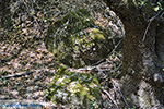 JustGreece.com Valley of Butterflies Rhodes - Island of Rhodes Dodecanese - Photo 1842 - Foto van JustGreece.com