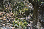 Valley of Butterflies Rhodes - Island of Rhodes Dodecanese - Photo 1842 - Photo JustGreece.com