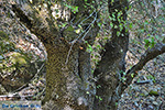 Valley of Butterflies Rhodes - Island of Rhodes Dodecanese - Photo 1843 - Photo JustGreece.com