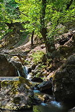 Valley of Butterflies Rhodes - Island of Rhodes Dodecanese - Photo 1853 - Photo JustGreece.com