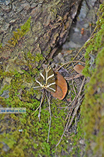 JustGreece.com Valley of Butterflies Rhodes - Island of Rhodes Dodecanese - Photo 1857 - Foto van JustGreece.com