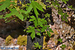 JustGreece.com Valley of Butterflies Rhodes - Island of Rhodes Dodecanese - Photo 1858 - Foto van JustGreece.com