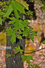 JustGreece.com Valley of Butterflies Rhodes - Island of Rhodes Dodecanese - Photo 1859 - Foto van JustGreece.com