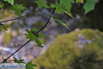 JustGreece.com Valley of Butterflies Rhodes - Island of Rhodes Dodecanese - Photo 1861 - Foto van JustGreece.com