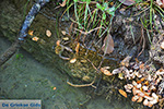 JustGreece.com Valley of Butterflies Rhodes - Island of Rhodes Dodecanese - Photo 1881 - Foto van JustGreece.com