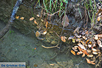 JustGreece.com Valley of Butterflies Rhodes - Island of Rhodes Dodecanese - Photo 1883 - Foto van JustGreece.com