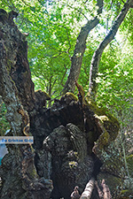 JustGreece.com Valley of Butterflies Rhodes - Island of Rhodes Dodecanese - Photo 1886 - Foto van JustGreece.com