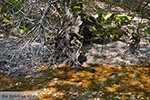 JustGreece.com Valley of Butterflies Rhodes - Island of Rhodes Dodecanese - Photo 1888 - Foto van JustGreece.com