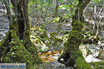 JustGreece.com Valley of Butterflies Rhodes - Island of Rhodes Dodecanese - Photo 1889 - Foto van JustGreece.com