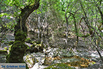 Valley of Butterflies Rhodes - Island of Rhodes Dodecanese - Photo 1890 - Photo JustGreece.com