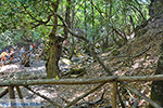 Valley of Butterflies Rhodes - Island of Rhodes Dodecanese - Photo 1892 - Foto van JustGreece.com