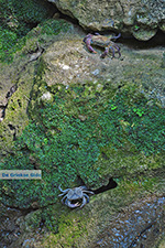 JustGreece.com Valley of Butterflies Rhodes - Island of Rhodes Dodecanese - Photo 1896 - Foto van JustGreece.com