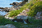 Psili Ammos Mykali Samos | Greece | Photo 11 - Foto van JustGreece.com