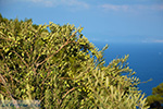 Vourliotes Samos | Greece | Photo 26 - Photo JustGreece.com
