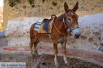 JustGreece.com Fira Santorini | Cyclades Greece  | Photo 0057 - Foto van JustGreece.com