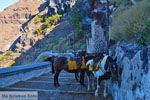 JustGreece.com Fira Santorini | Cyclades Greece  | Photo 0064 - Foto van JustGreece.com