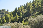 JustGreece.com Beaches and nature near Vourvourou | Sithonia Halkidiki | Greece  Photo 32 - Foto van JustGreece.com