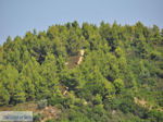 Beboste berghellingen Koutsouri Skiathos Photo 1 - Photo JustGreece.com