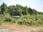 Beschermd gebied Koukounaries - Skiathos - Photo 7 - Photo JustGreece.com