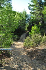 JustGreece.com Maratha beach near Koukounaries | Skiathos Sporades | Greece  Photo 2 - Foto van JustGreece.com