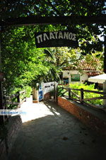 Restaurant Platanos near Profitis Ilias | Skiathos Sporades | Greece  Photo 2 - Photo JustGreece.com