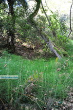 JustGreece.com Wandelpaden near monastery Kechria | Skiathos Sporades | Greece  Photo 4 - Foto van JustGreece.com