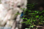 JustGreece.com Wandelpaden near monastery Kechria | Skiathos Sporades | Greece  Photo 6 - Foto van JustGreece.com