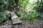 Wandelpaden near monastery Kechria | Skiathos Sporades | Greece  Photo 17 - Photo JustGreece.com