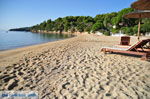 JustGreece.com Achladies | Skiathos Sporades | Greece  Photo 16 - Foto van JustGreece.com