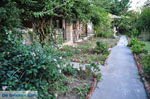 JustGreece.com Maniatis Garden Achladies | Skiathos Sporades | Greece  Photo 5 - Foto van JustGreece.com