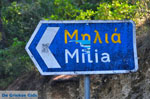 Milia | Skopelos Sporades | Greece  Photo 4 - Photo JustGreece.com