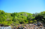 Panormos Skopelos | Sporades | Greece  Photo 27 - Photo JustGreece.com