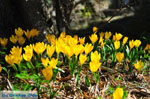 Krokussen near Aghia Marina Skopelos | Sporades | Greece  Photo 1 - Photo JustGreece.com