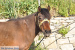 JustGreece.com Paard in Aspous | Skyros Greece - Foto van JustGreece.com
