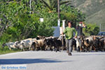 Jonge herder with zijn geiten | Skyros | Greece - Photo JustGreece.com