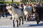 JustGreece.com Goats on Skyros | Skyros Greece Photo 1 - Foto van JustGreece.com