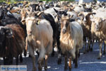 Goats on Skyros | Skyros Greece Photo 2 - Photo JustGreece.com