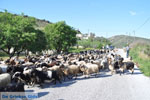 Goats on Skyros | Skyros Greece Photo 3 - Photo JustGreece.com