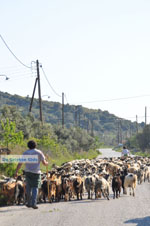 Goats on Skyros | Skyros Greece Photo 4 - Photo JustGreece.com