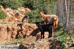 Geitjes near Pefkos | Skyros Greece Photo 2 - Photo JustGreece.com