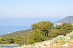 JustGreece.com View to bay Pefkos | Agios Panteleimon | Skyros Photo 4 - Foto van JustGreece.com