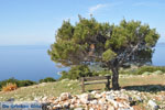 JustGreece.com View to bay Pefkos | Agios Panteleimon | Skyros Photo 9 - Foto van JustGreece.com