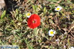 Bloem near Agios Panteleimon | Skyros Greece Photo 2 - Photo JustGreece.com