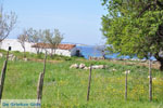 Near Aghios Fokas | Skyros Greece Photo 6 - Photo JustGreece.com