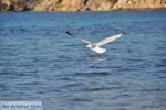 Near Aghios Fokas | Skyros Greece Photo 18 - Photo JustGreece.com