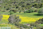 Near Aghios Fokas | Skyros Greece Photo 22 - Photo JustGreece.com