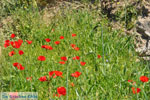 Klaprozen on Skyros | Skyros Greece - Photo JustGreece.com