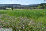Bloemen on Skyros | Skyros Greece foto12 - Foto van JustGreece.com